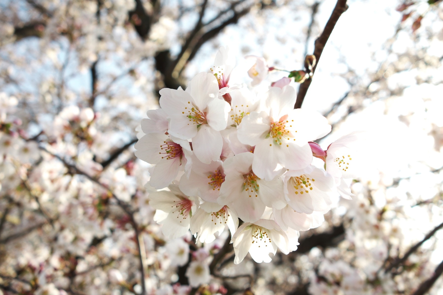 朝 桜散歩しながらゆっくりと Spiritual Voice