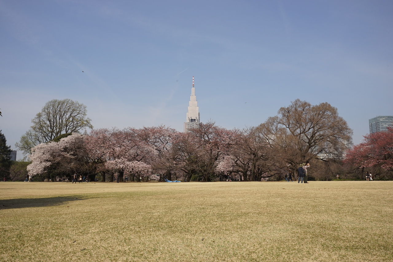 Elleの写真ライフ 17年 3 4月新宿御苑 千鳥ヶ淵の桜 Elle と Riki の旅行情報