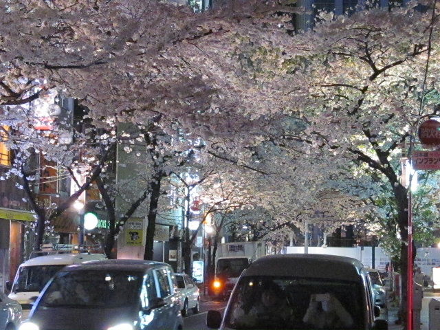 東京の桜13 17 日本橋さくら通り Elle と Riki の旅行情報