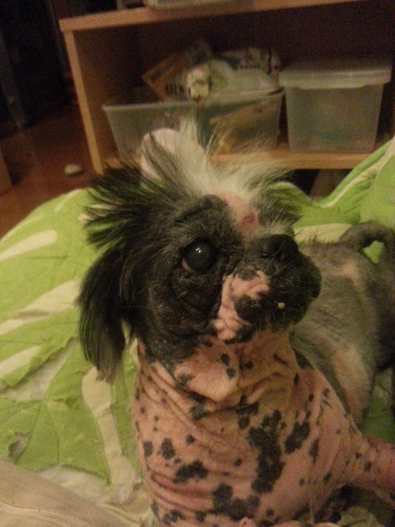 もいの再生計画 タウロミン小粒 ぶさいく犬もいのグルメなブログ もいの再生計画 タウロミン小粒 ぶさいく犬もいのグルメなブログ