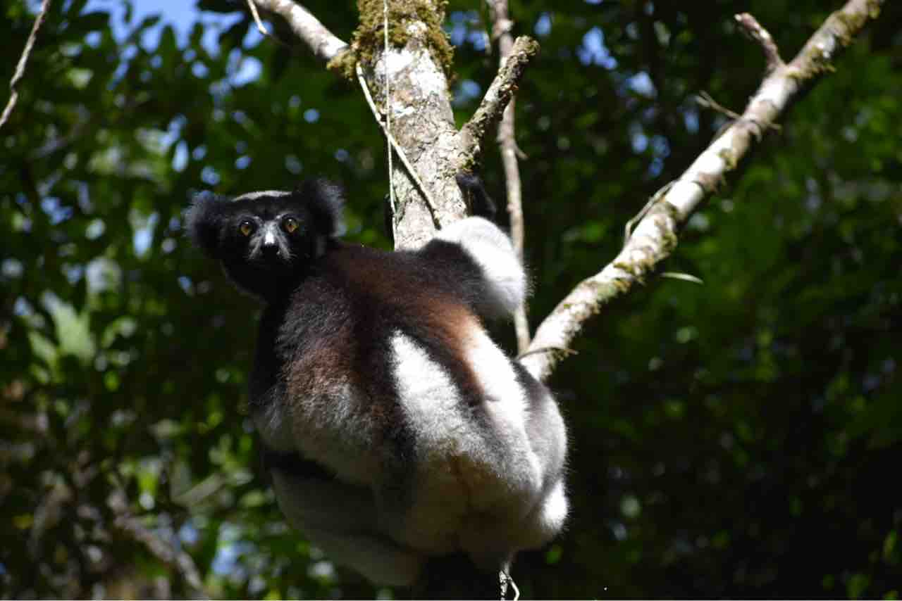 アンダシベ国立公園でインドリを見る カメレオンが可愛すぎた 職業 旅人 アンダシベ国立公園でインドリを見る カメレオンが可愛すぎた 職業 旅人