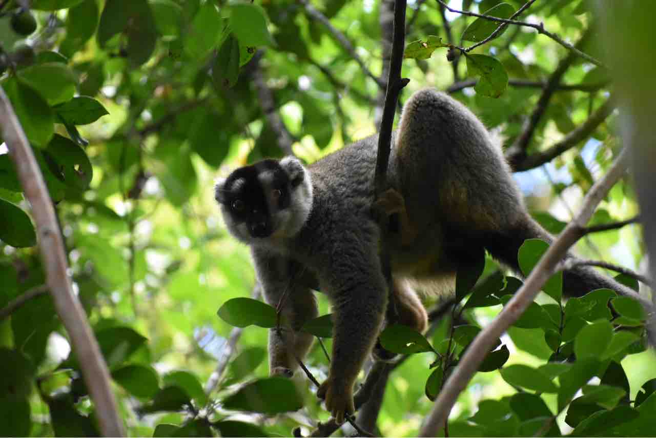 アンダシベ国立公園でインドリを見る カメレオンが可愛すぎた 職業 旅人 アンダシベ国立公園でインドリを見る カメレオンが可愛すぎた 職業 旅人