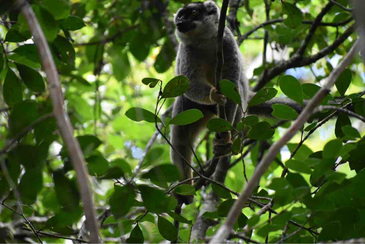 アンダシベ国立公園でインドリを見る カメレオンが可愛すぎた 職業 旅人 アンダシベ国立公園でインドリを見る カメレオンが可愛すぎた 職業 旅人