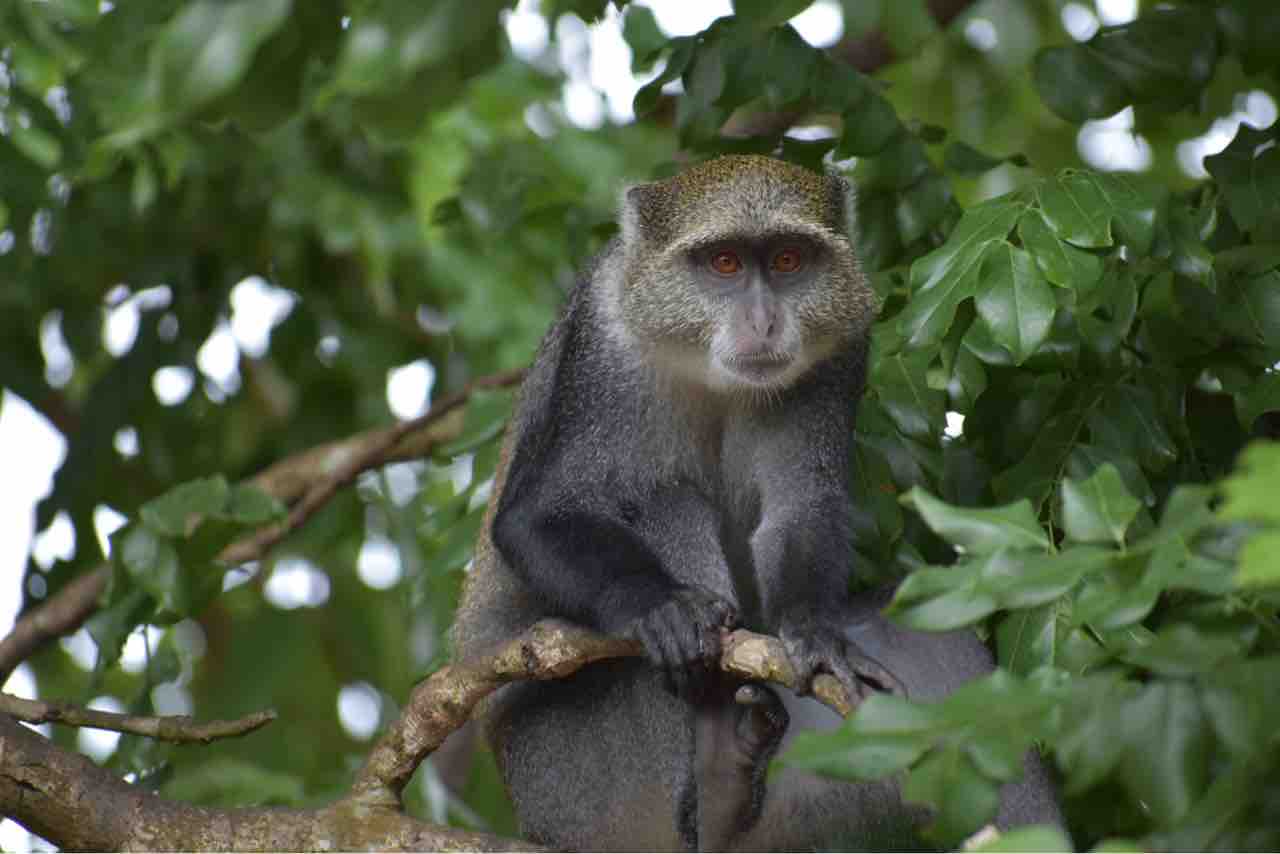 ジョザニ保護区でレアな猿とマングローブを満喫 職業 旅人