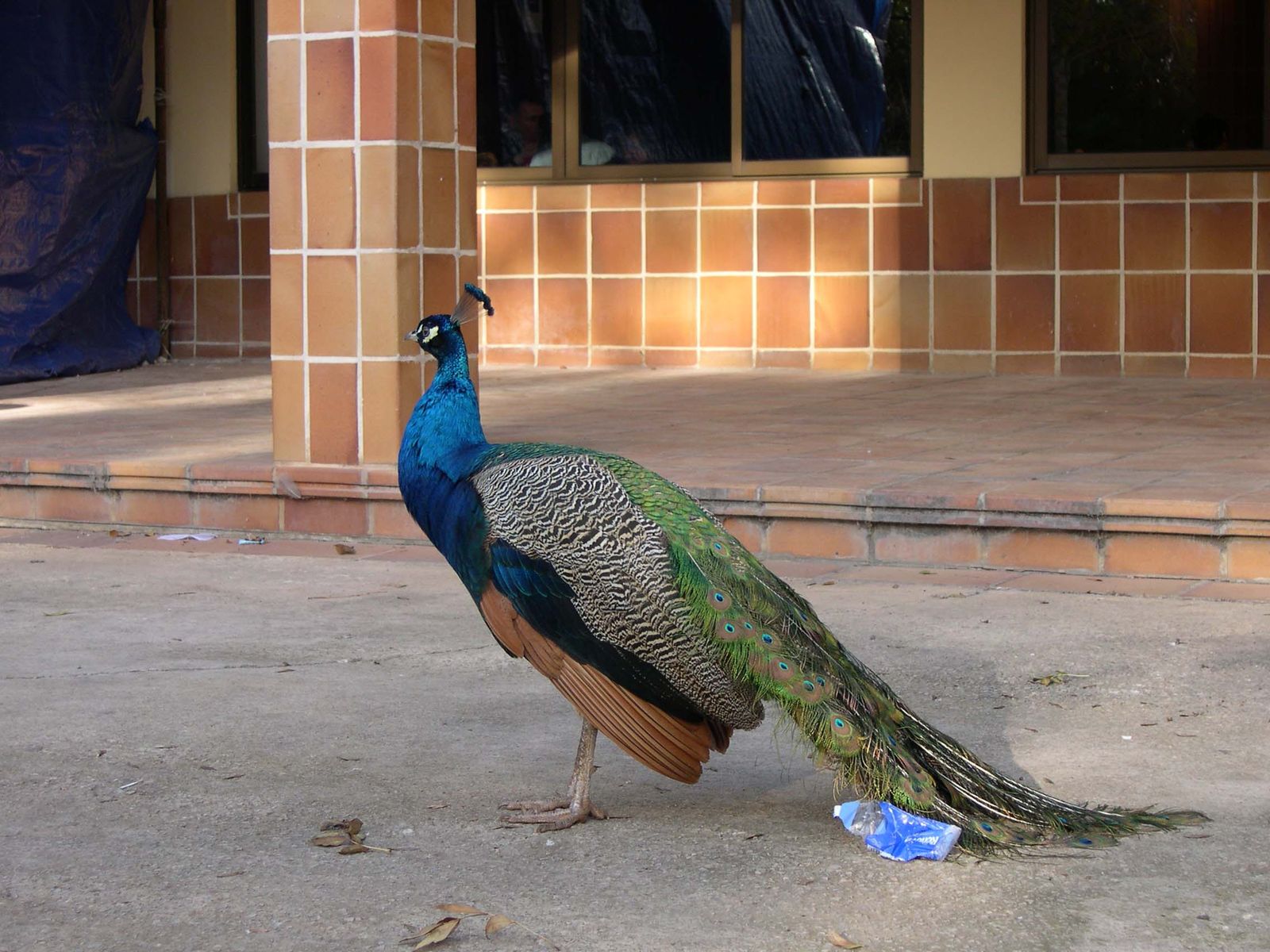 番外編 スペインで会った動物 El Mirador エルミラドール