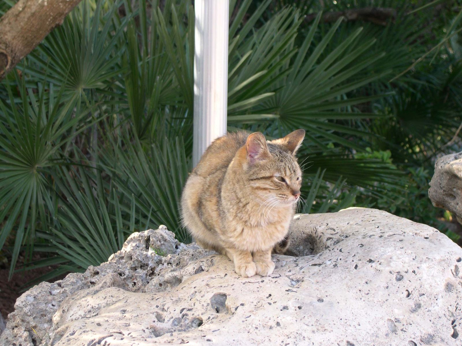 番外編 スペインで会った動物 El Mirador エルミラドール