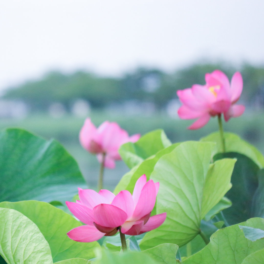 清らかでフォトジェニックなハスの花を撮りに行きませんか Toma S Tea Time