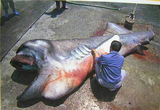 絶対深海に超巨大生物いるよな Kkn News