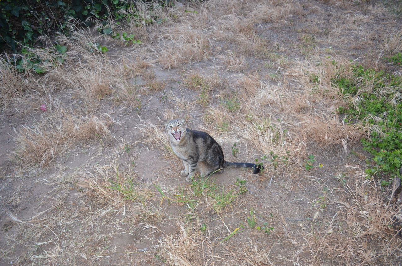 リールーとデックスと猫 ロクデナシ ヒトデナシ ヒトゲノム カリフォルニア州san Diego ユタ州hurricane リールーとデックスと猫 ロクデナシ ヒトデナシ ヒトゲノム カリフォルニア州san Diego ユタ州hurricane