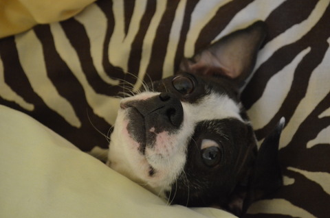 Resultado de imagen para Boston Terrier ç¬ éªæªãª