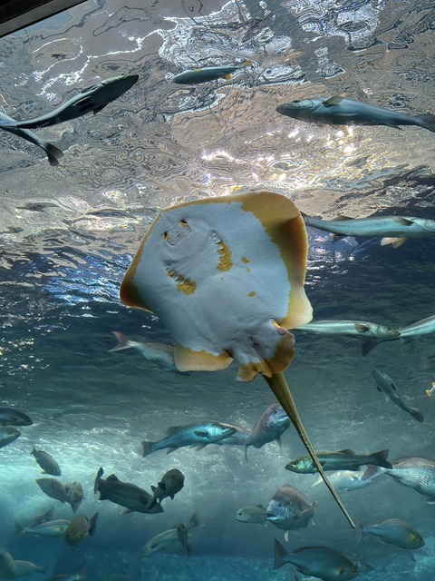 S__580747268_0