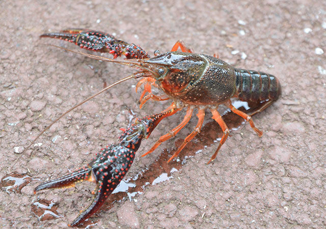 大量発生 埼玉でザリガニが大量発生中 Anoちゃんねる