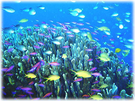 ビックリするくらい綺麗な魚達