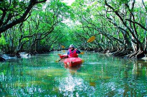 ⑤マングローブカヌー_R[1]