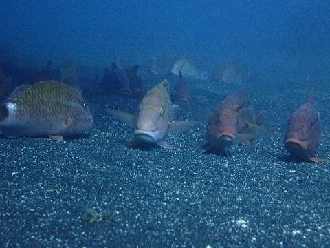 P4300773