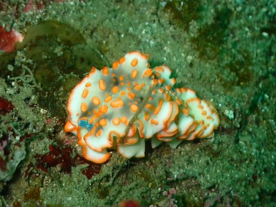 P5170152