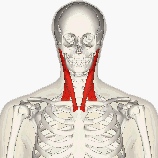 Sternomastoid_muscle_animation_small2