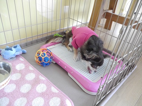 P1000775 (1).JPG