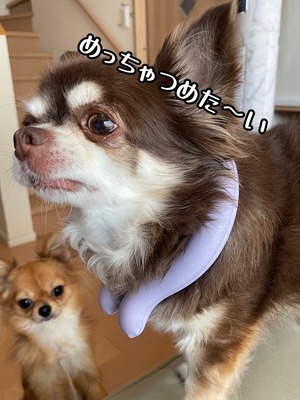 thumbnail_IMG_9072