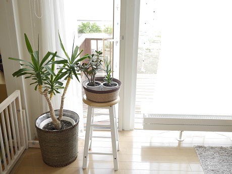 リビングのグリーンたち キャンドゥのフェイクグリーンで飾り棚を明るく ちいさなおうち Powered By ライブドアブログ