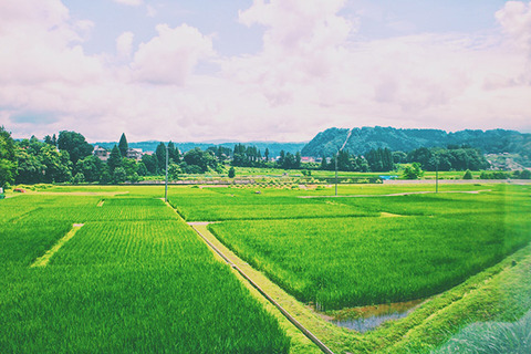 津南の夏