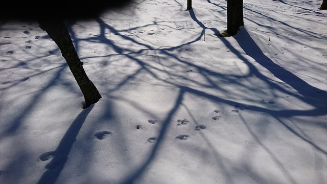 自分を作り替える 森の中の大きな木