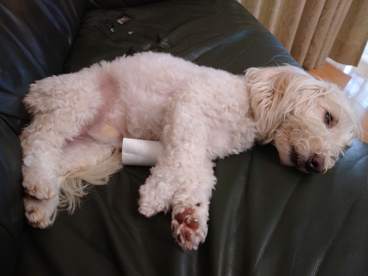 犬たちが まさかの赤ちゃん返り イケワンブラザーズの気ままな生活