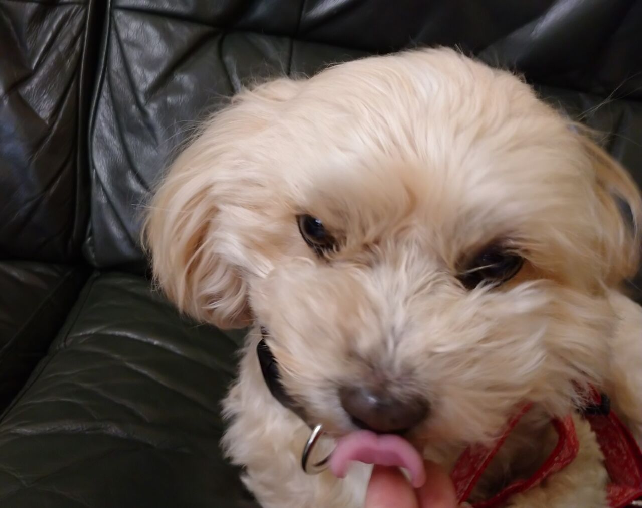犬たちの不可解な行動にイライラ イケワンブラザーズの気ままな生活 犬たちの不可解な行動にイライラ イケワンブラザーズの気ままな生活