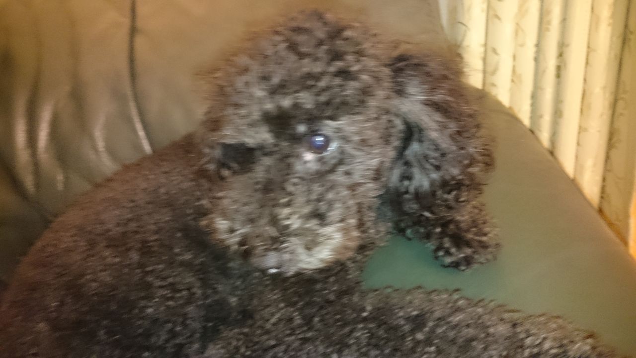 犬 イケワンブラザーズの気ままな生活 犬 イケワンブラザーズの気ままな生活