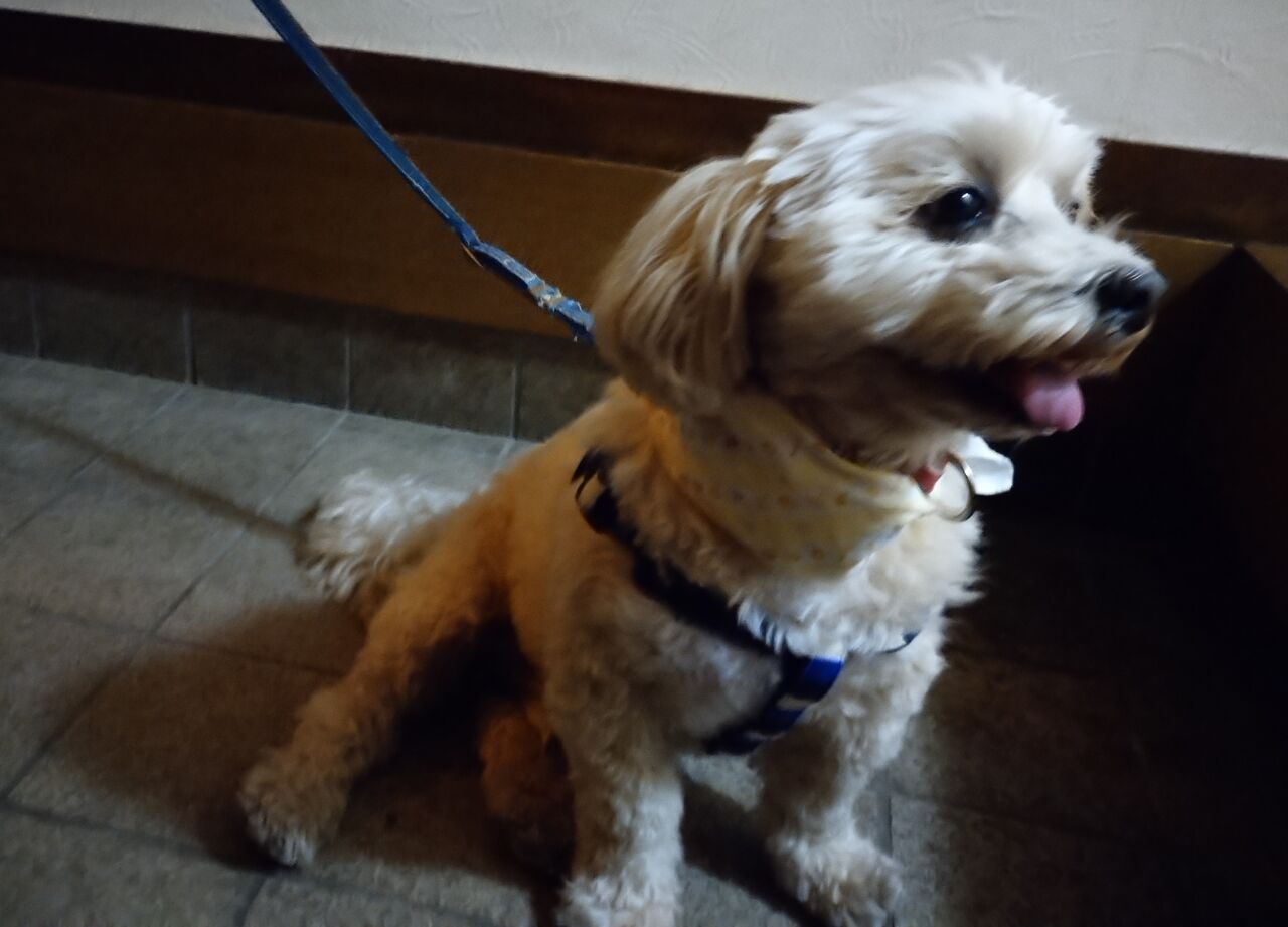 ライちゃん だったら早く言ってヨ イケワンブラザーズの気ままな生活