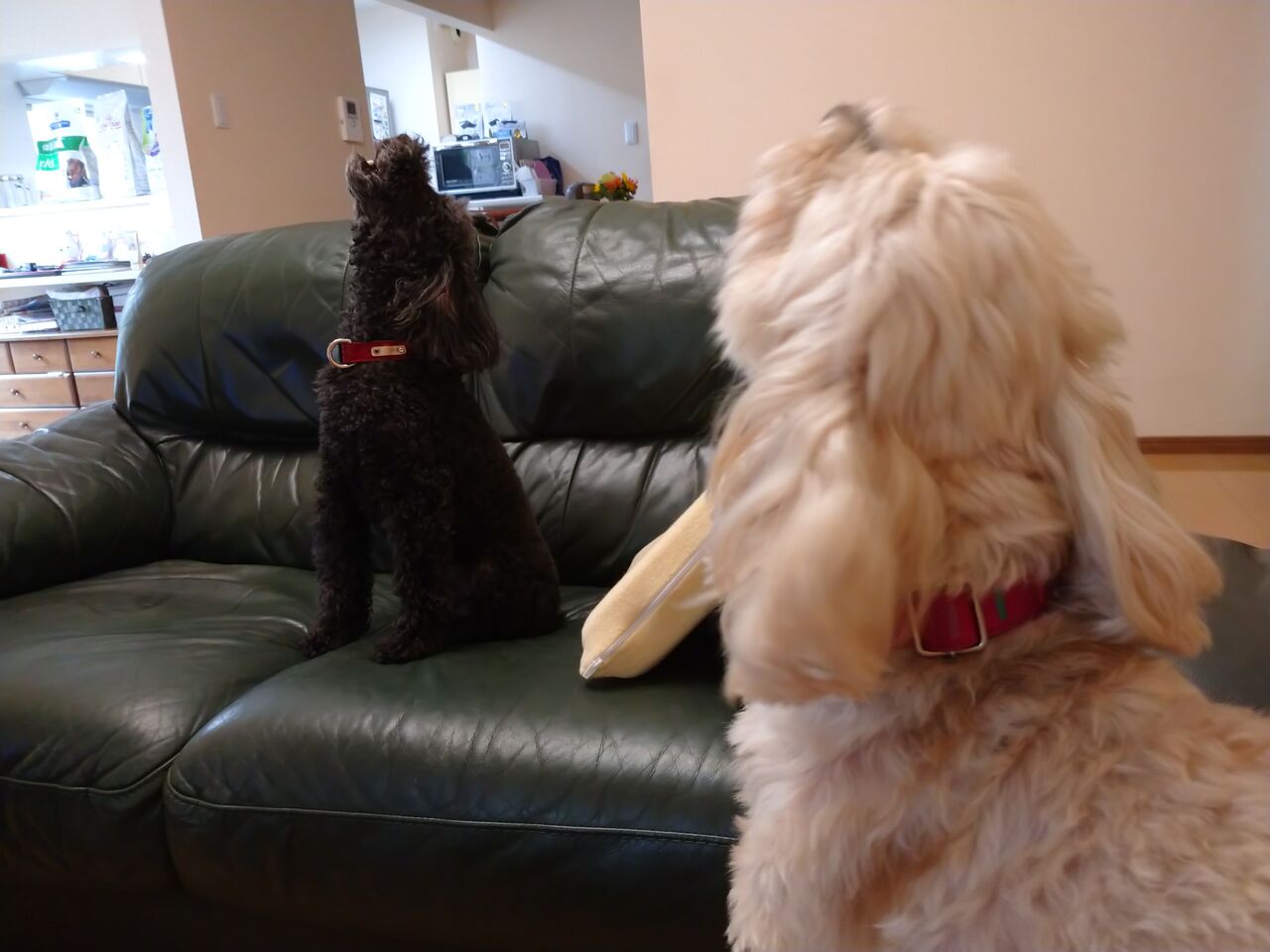 牛の遠吠え イケワンブラザーズの気ままな生活