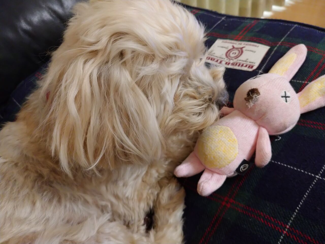 犬たちが まさかの赤ちゃん返り イケワンブラザーズの気ままな生活