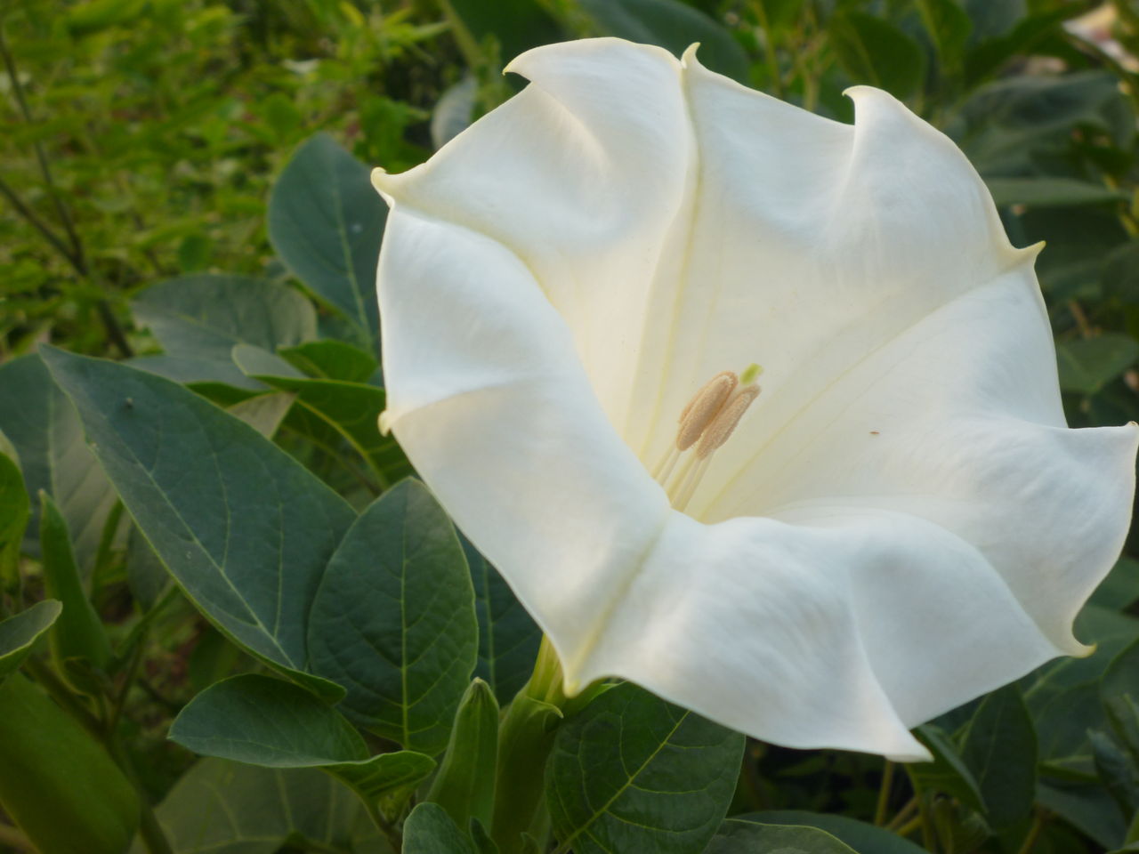 曼陀羅華 恵美子さんのひとり言