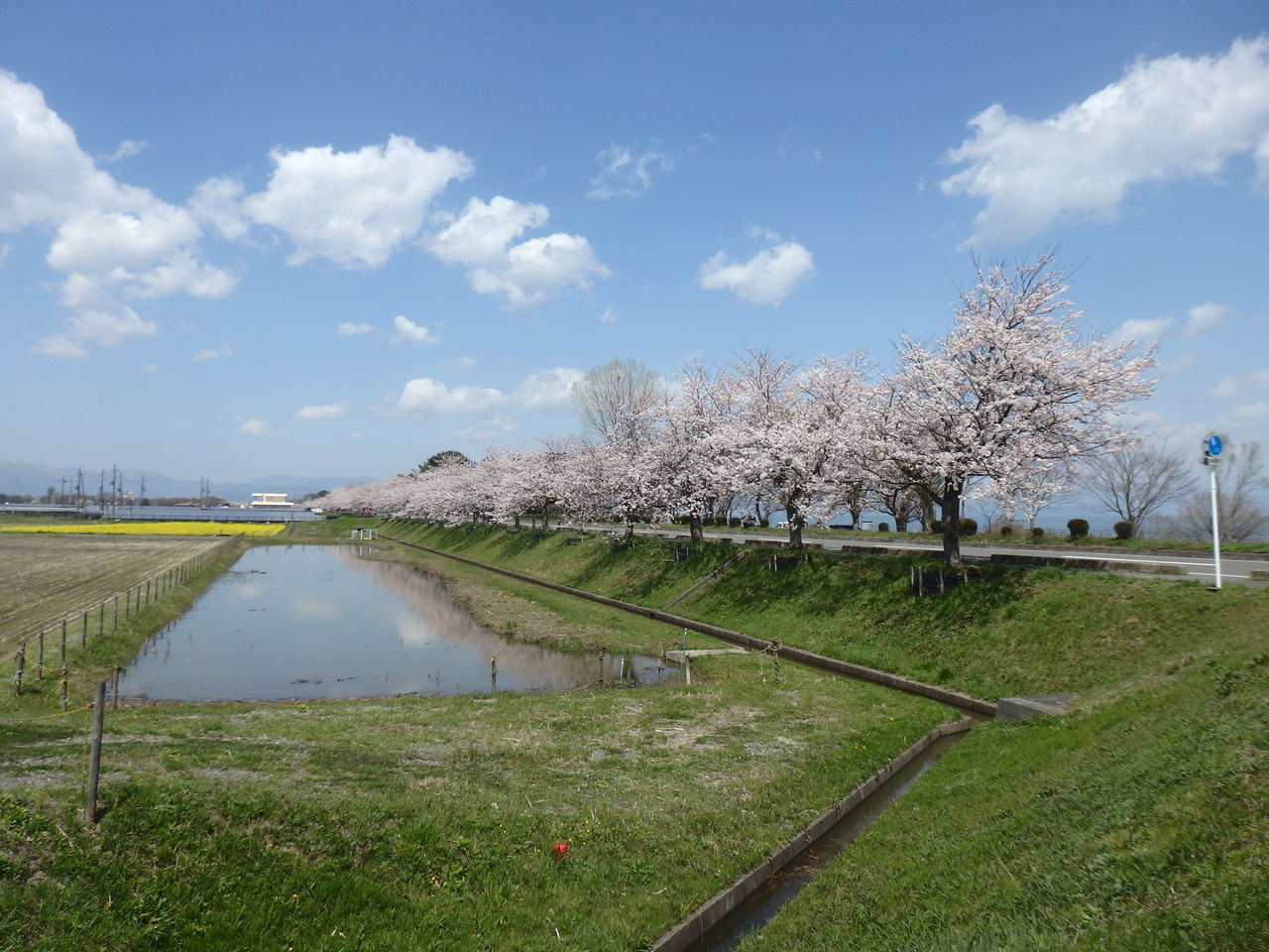 琵琶湖の桜 2 恵美子さんのひとり言