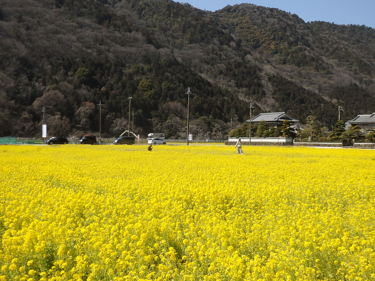 菜の花 恵美子さんのひとり言 菜の花 恵美子さんのひとり言