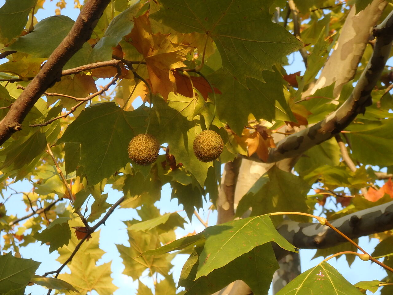 プラタナス 恵美子さんのひとり言