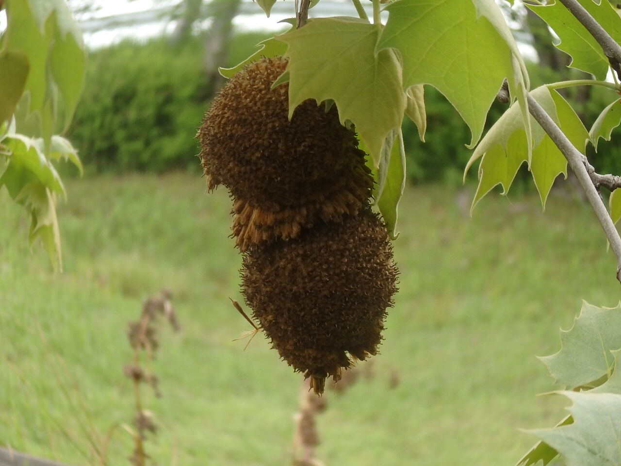 プラタナス 恵美子さんのひとり言