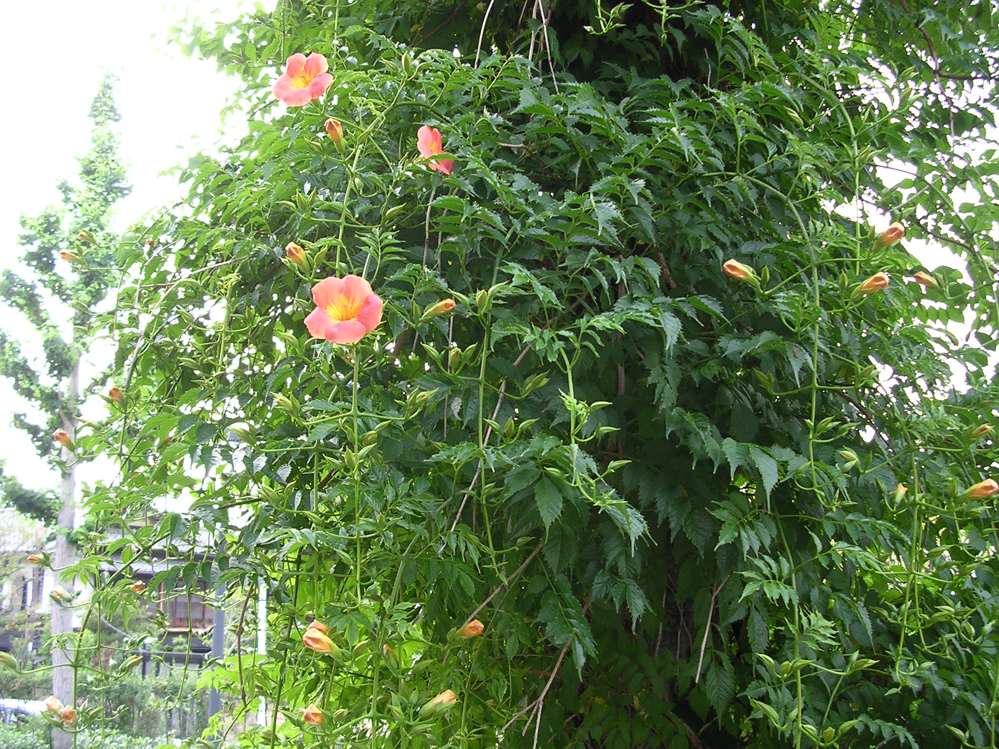 夏の花 Emily Flower Garden