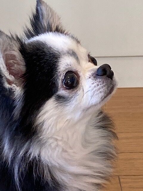 ココピ