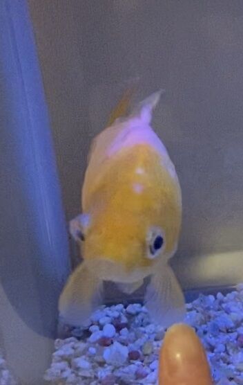 金ちゃん