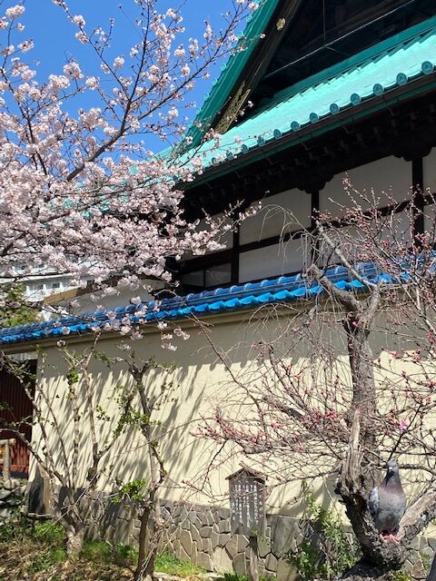IMG_鳩さんと桜
