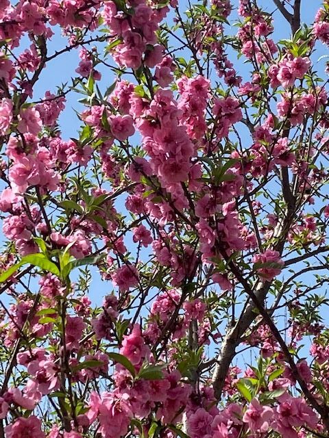IMG_八重桜