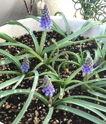 ムスカリの花言葉 ヒプノセラピストemilyの日記 ムスカリの花言葉 ヒプノセラピストemilyの日記