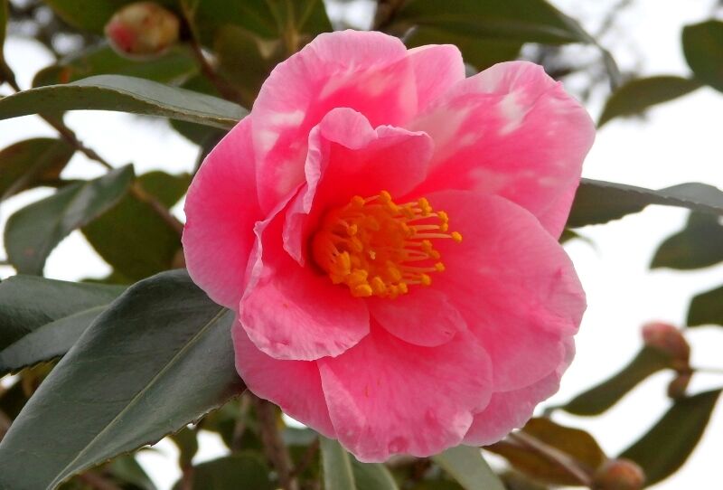 中山梅林へ その1 えみりぃブログ