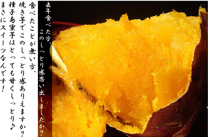 tanegashimamitsuimo