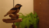 c78f1ac1.gif