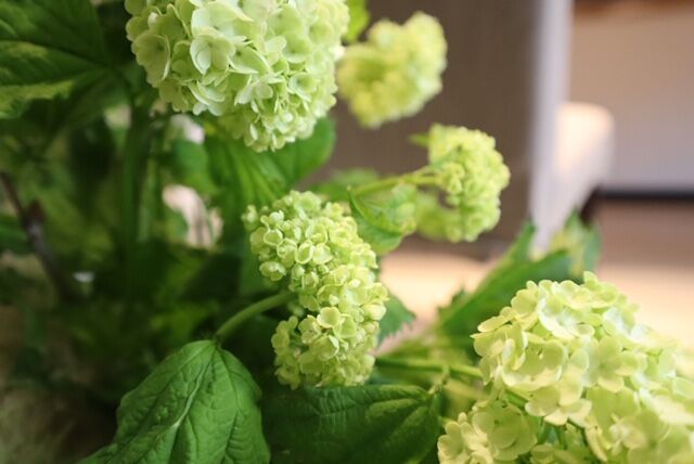スノーボール 涼し気なお花が届きました まぁやの花景色 スノーボール 涼し気なお花が届きました まぁやの花景色