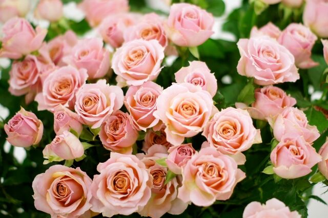 お花を安く仕入れる方法 まぁやの花景色 お花を安く仕入れる方法 まぁやの花景色