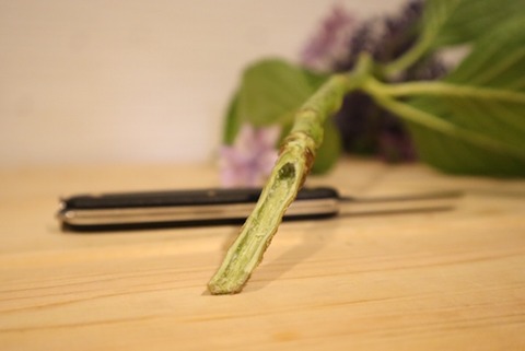 thumbnail_IMG_0925
