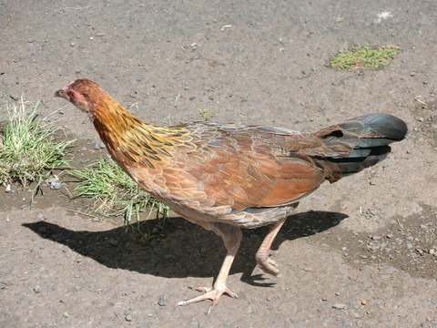 CIMG0080